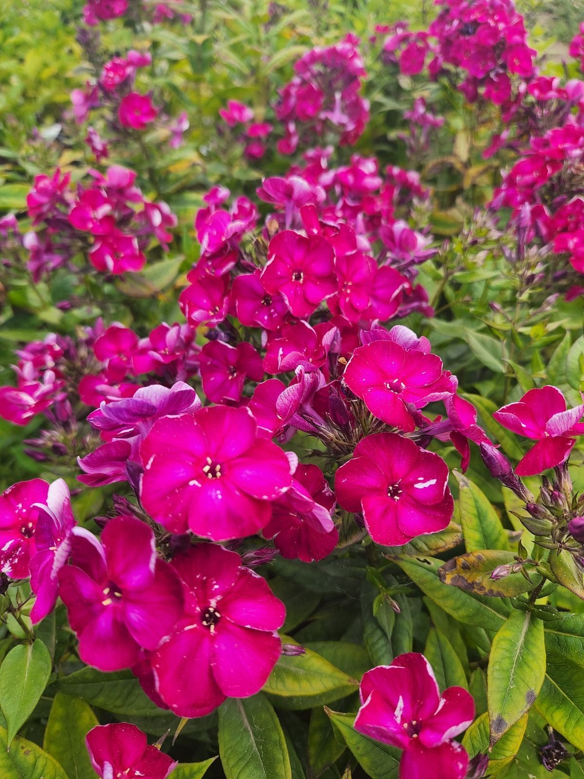 Phlox' Bambini™ Cherry Crush