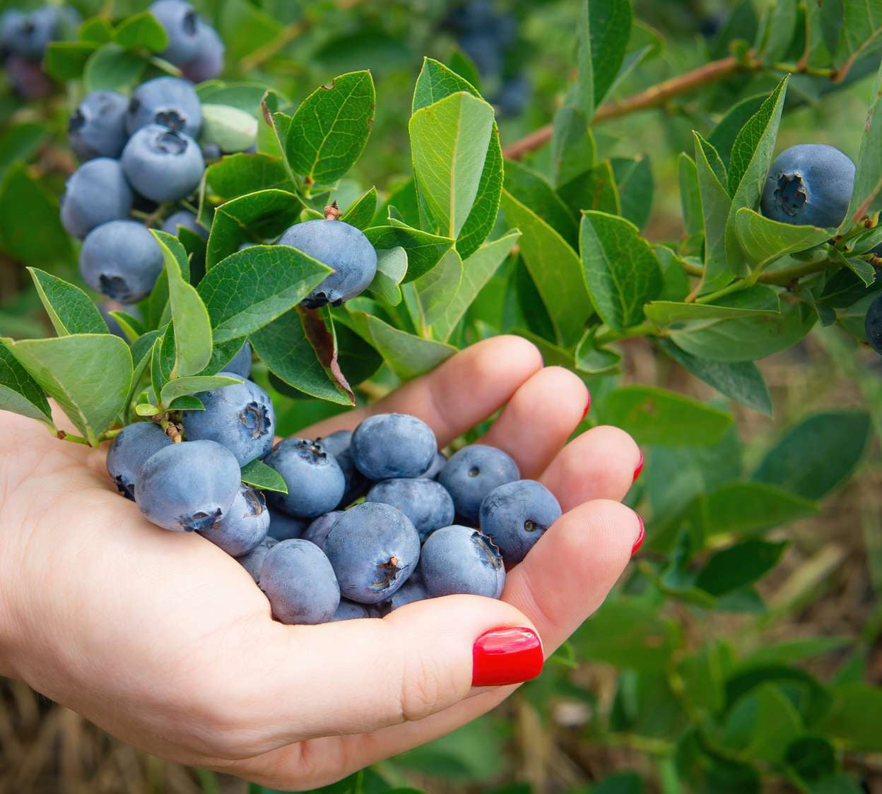 Vaccinium' Calypso Giant Blueberry – Rooted In Nature