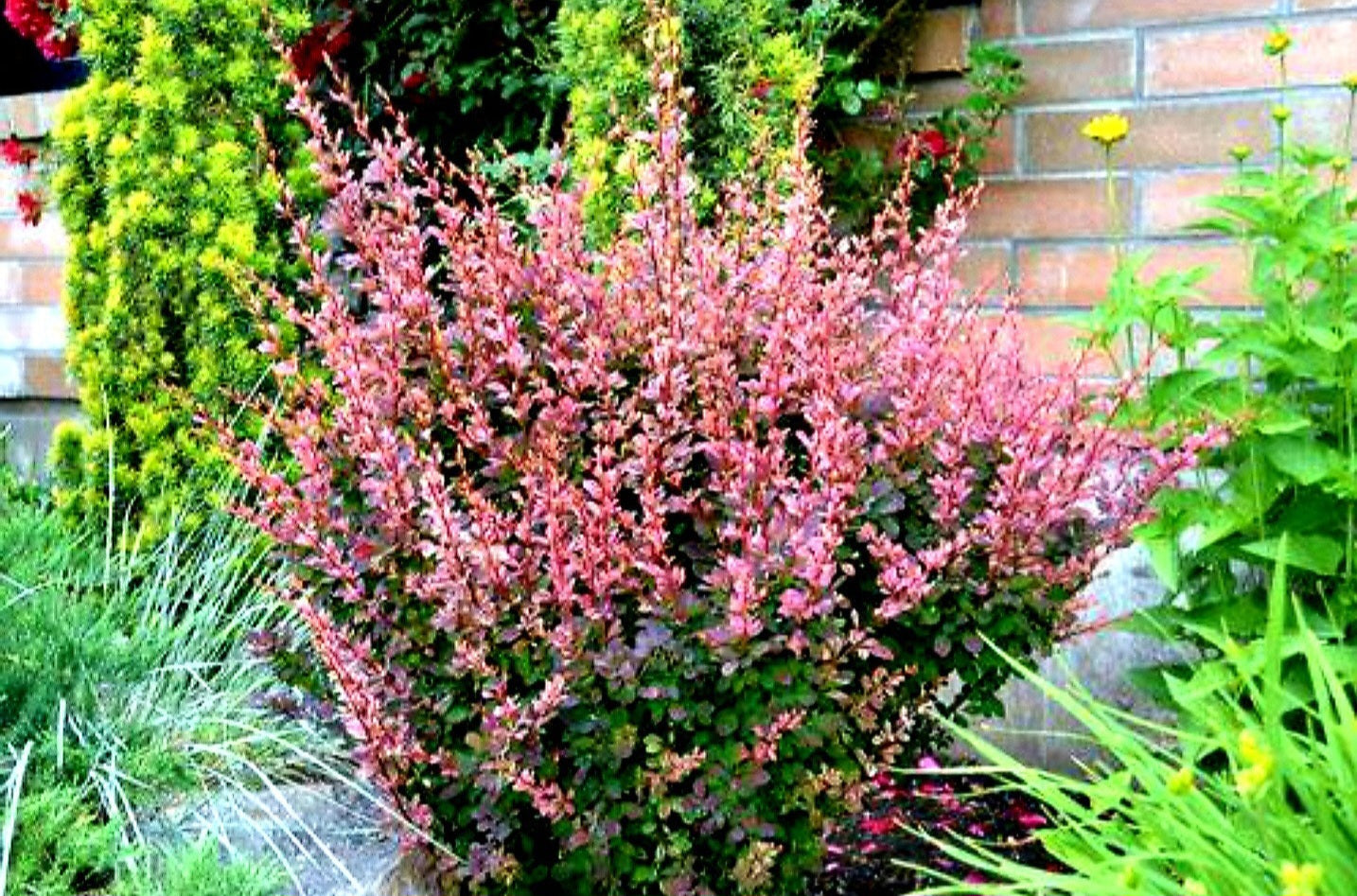 Berberis' Rose Glow Japanese Barberry