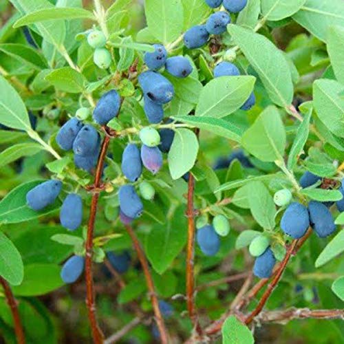 Lonicera' Aurora Honeyberry (Haskap)