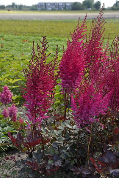 Astilbe' Mighty Chocolate Cherry