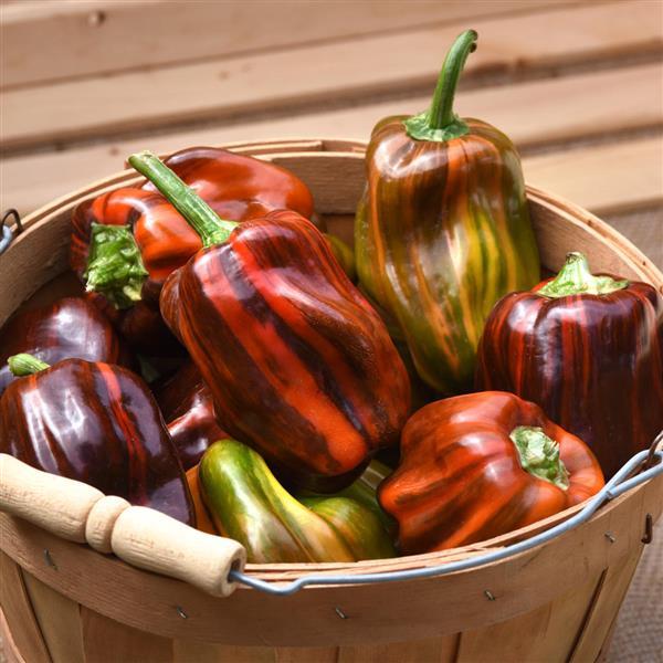 Candy Cane Chocolate Cherry Pepper Seeds - NEW!