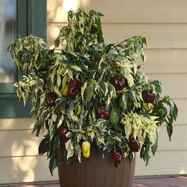 Candy Cane Chocolate Cherry Pepper Seeds - NEW!