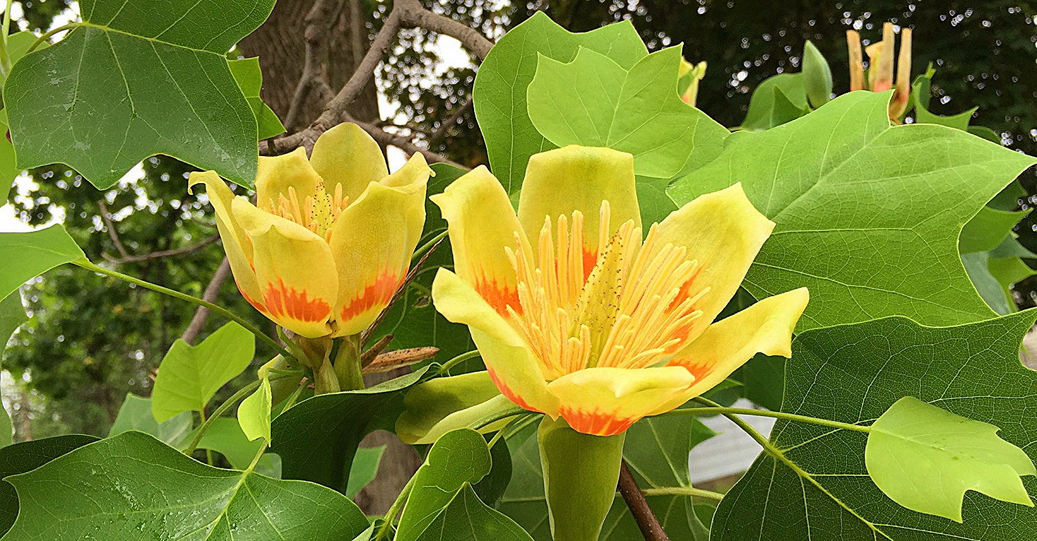 Liriodendron' QuickScape Minis Tulip Tree