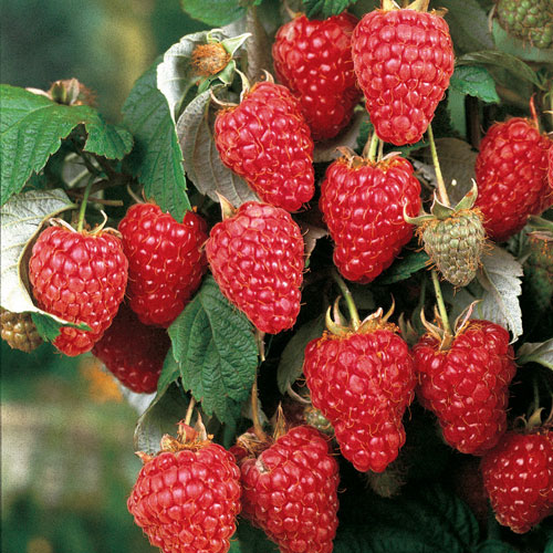 Rubus' Heritage Raspberry