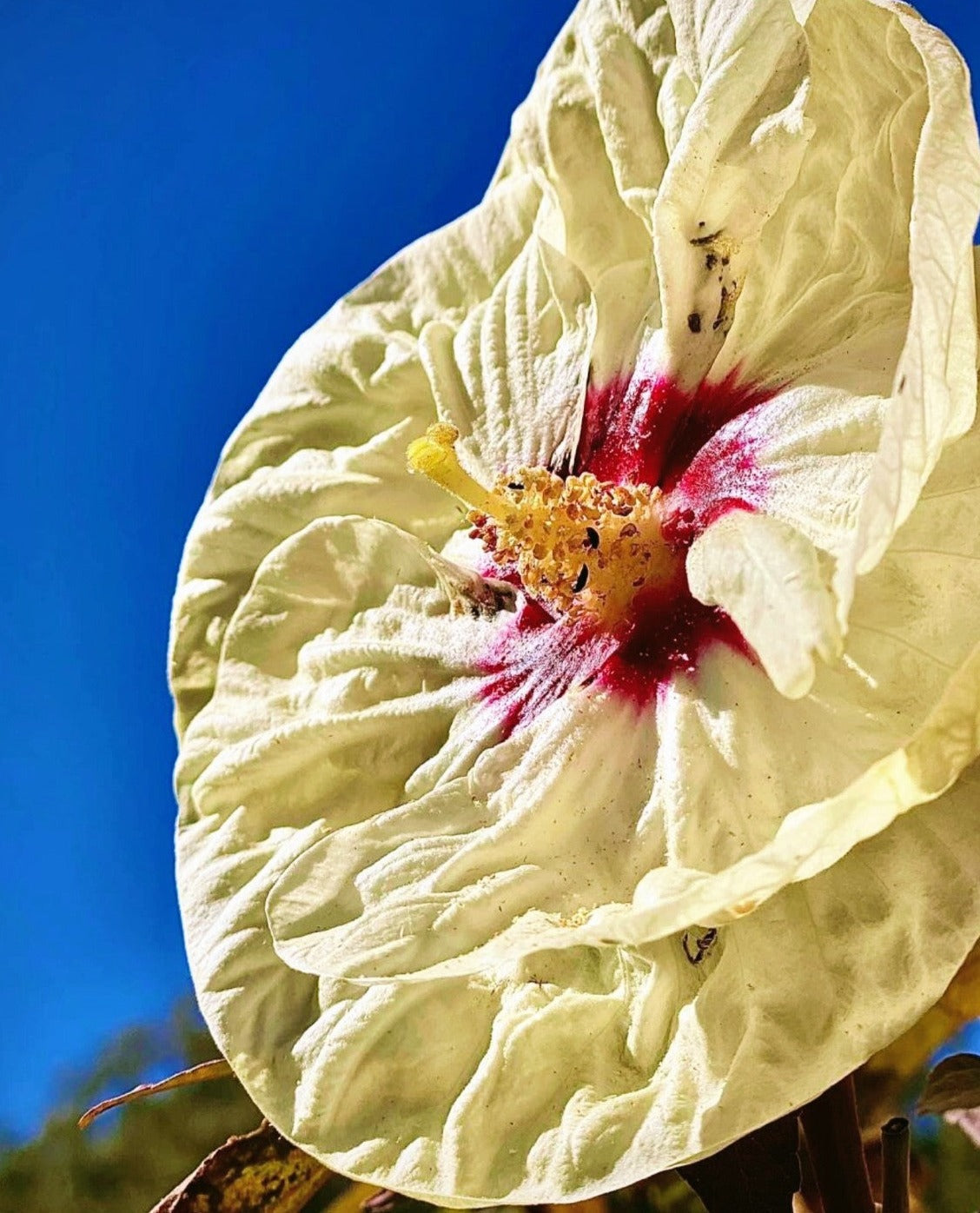 Hibiscus' Summerific® French Vanilla (Hardy/Perennial)
