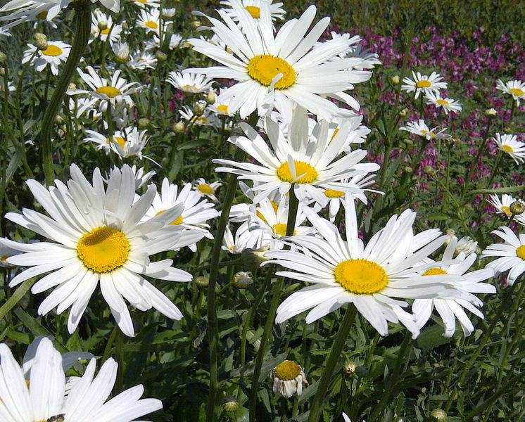 Leucanthemum' Alaska Shasta Daisy
