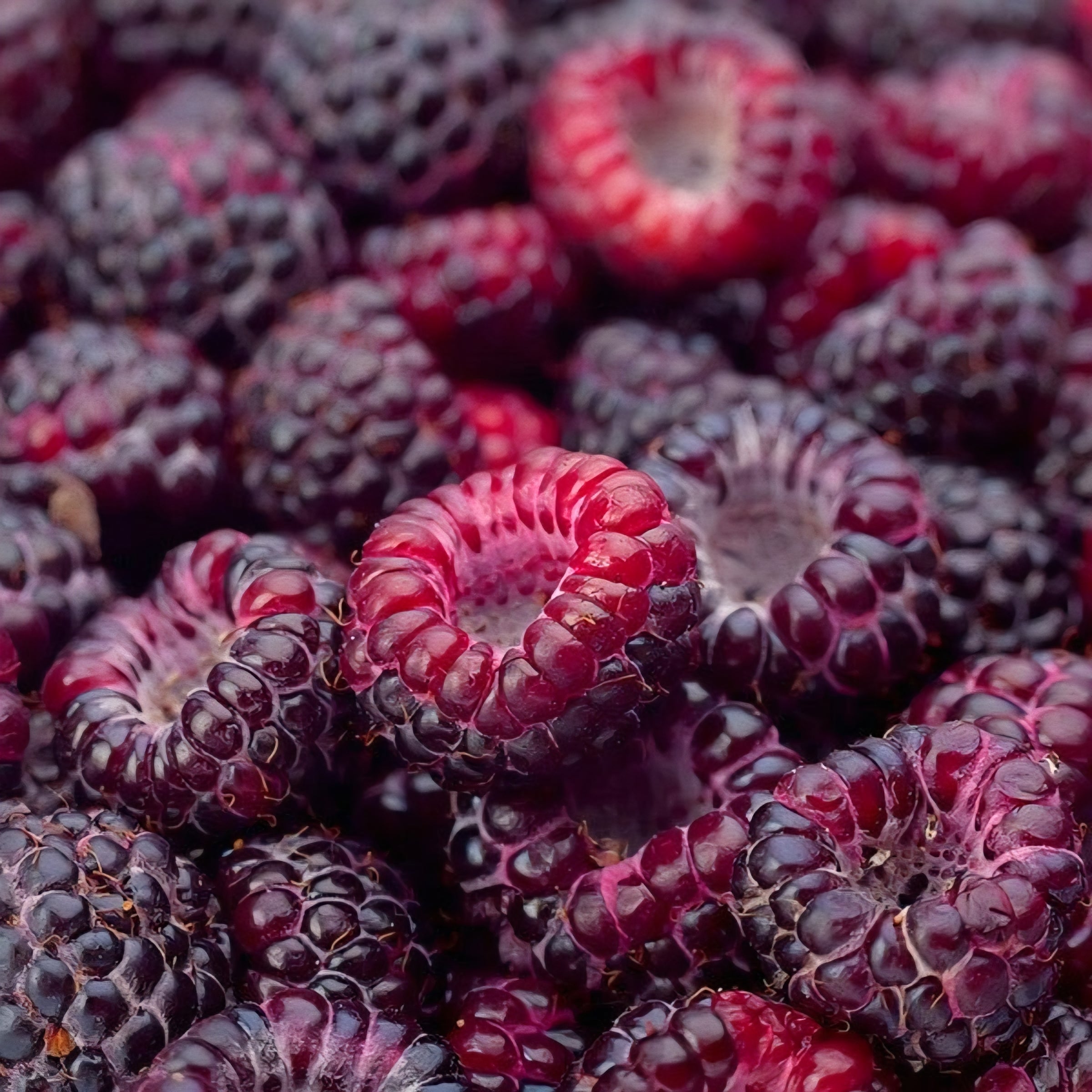 Rubus' Brandywine Raspberry