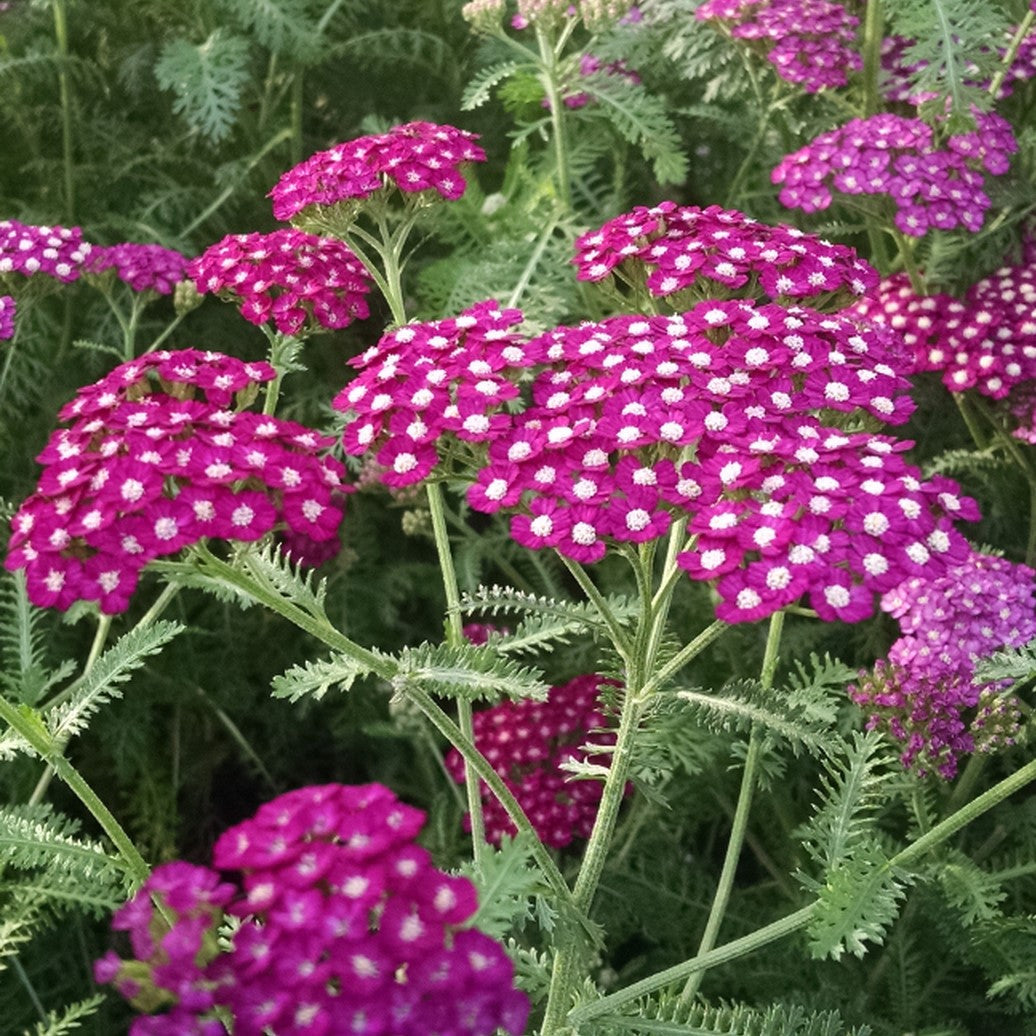Achillea' New Vintage™ Violet Yarrow