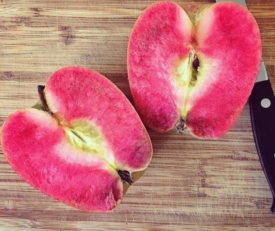 Malus' Pink Pearl Heirloom Apple Tree