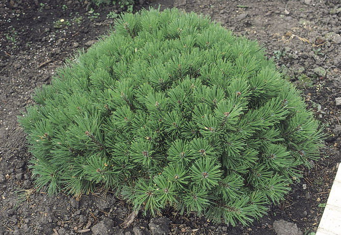 Pinus' Dwarf Mugo Pine