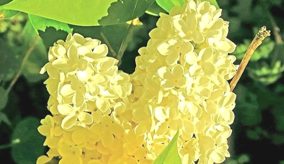 Close-up of yellow flowers with green leaves in the background