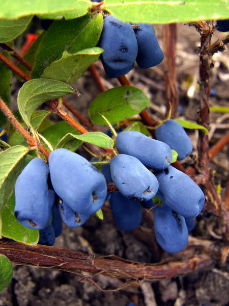 Lonicera' Indigo Gem Honeyberry (Haskap)