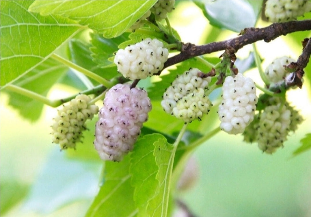 Morus' Hardy Mulberry Tree