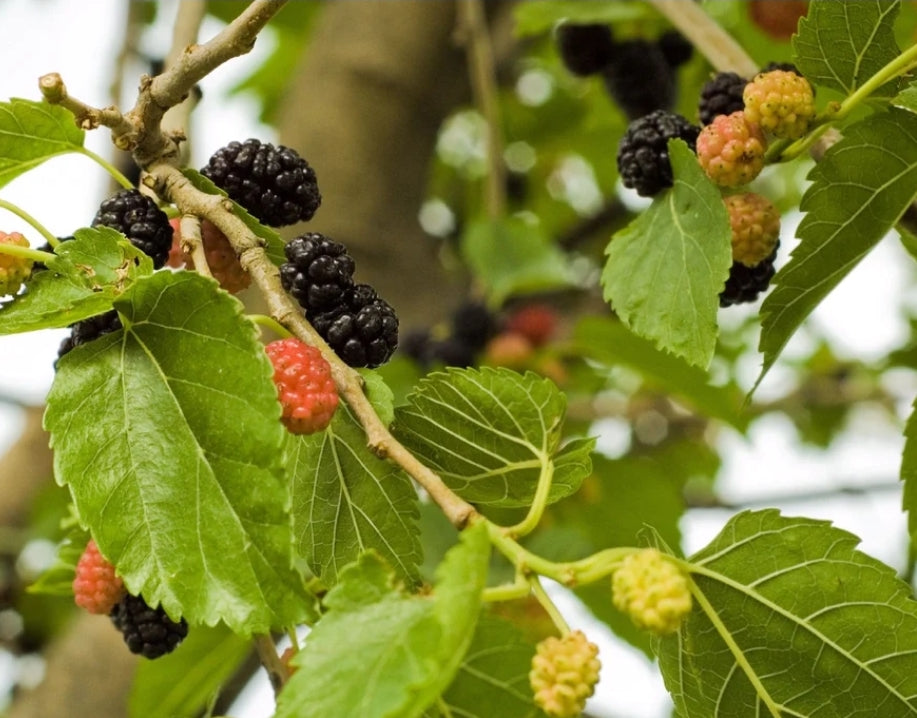 Morus' Hardy Mulberry Tree