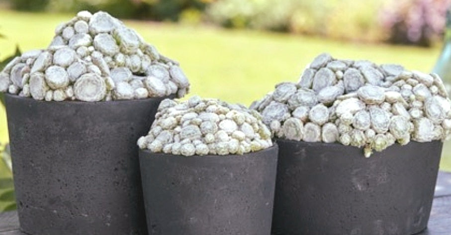 Sempervivum' COLOROCKZ® Arctic White Hens and Chicks
