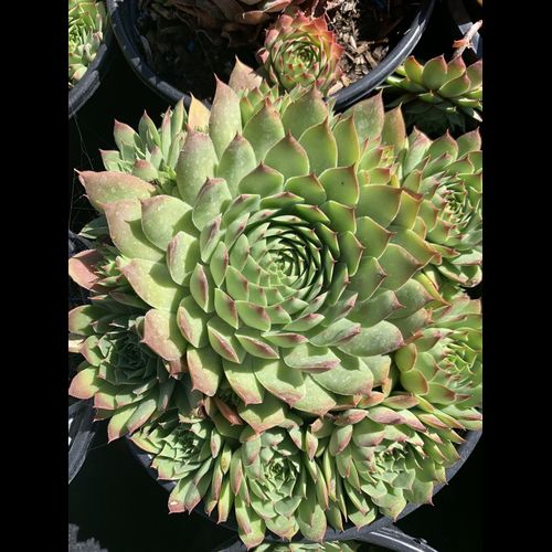 Sempervivum' Ruby Heart Chicks and Hens