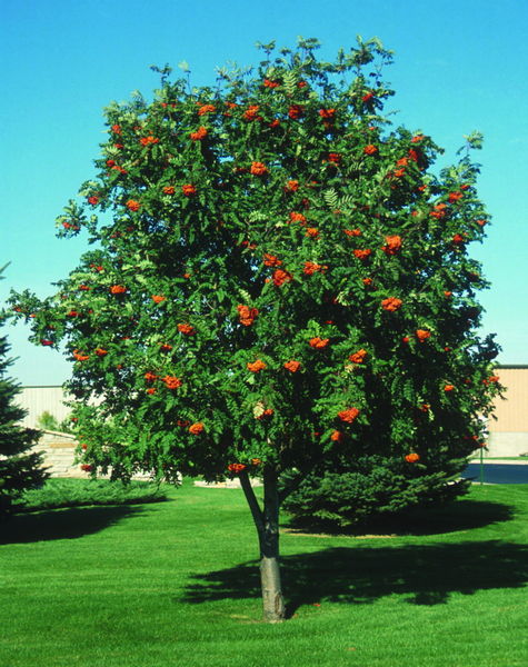 Sorbus' QuickScape Minis European Mountain Ash Tree