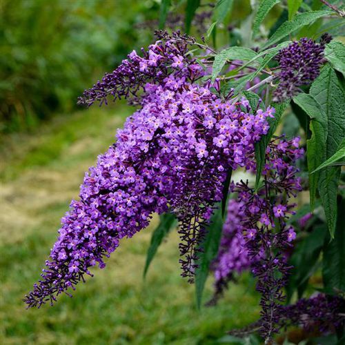 Buddleia' Violet Cascade Butterfly Bush