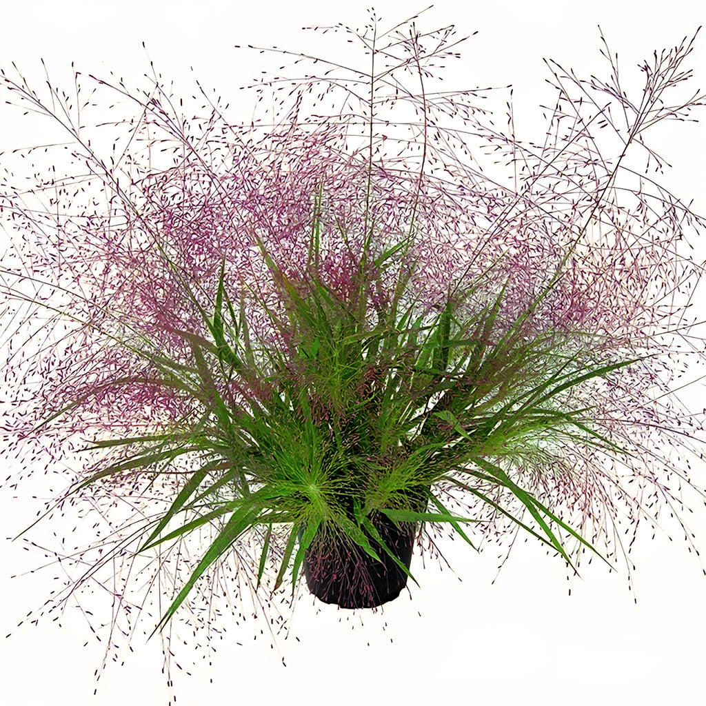 Eragrostis Spectabilis Snuggy Grass Seeds - NEW!