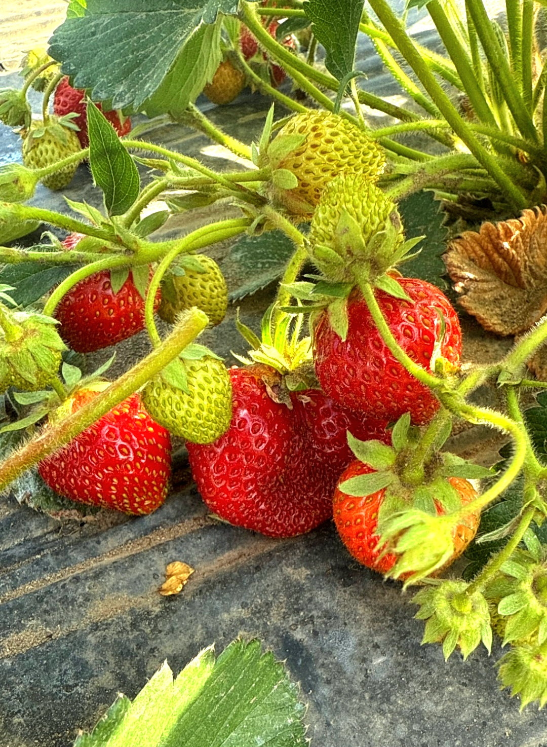 Grand Forks Strawberries(Picked To Order)