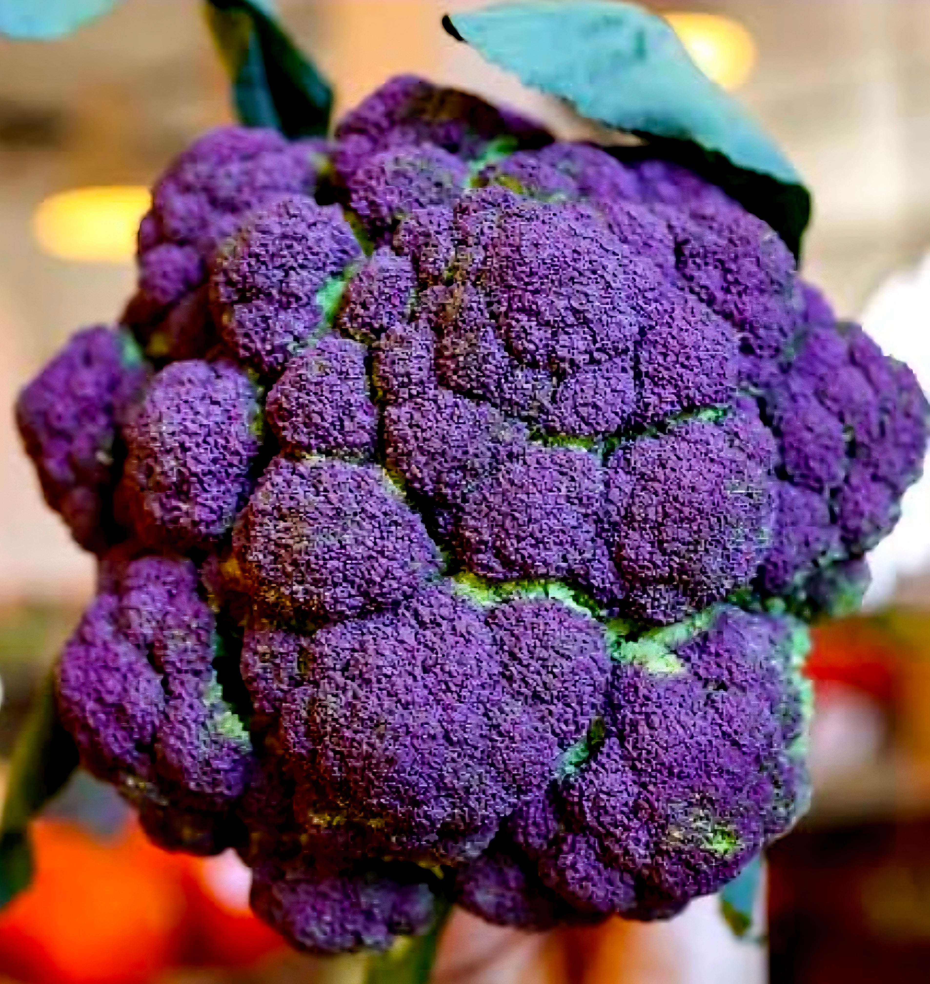 Purple Magic Broccoli Seeds