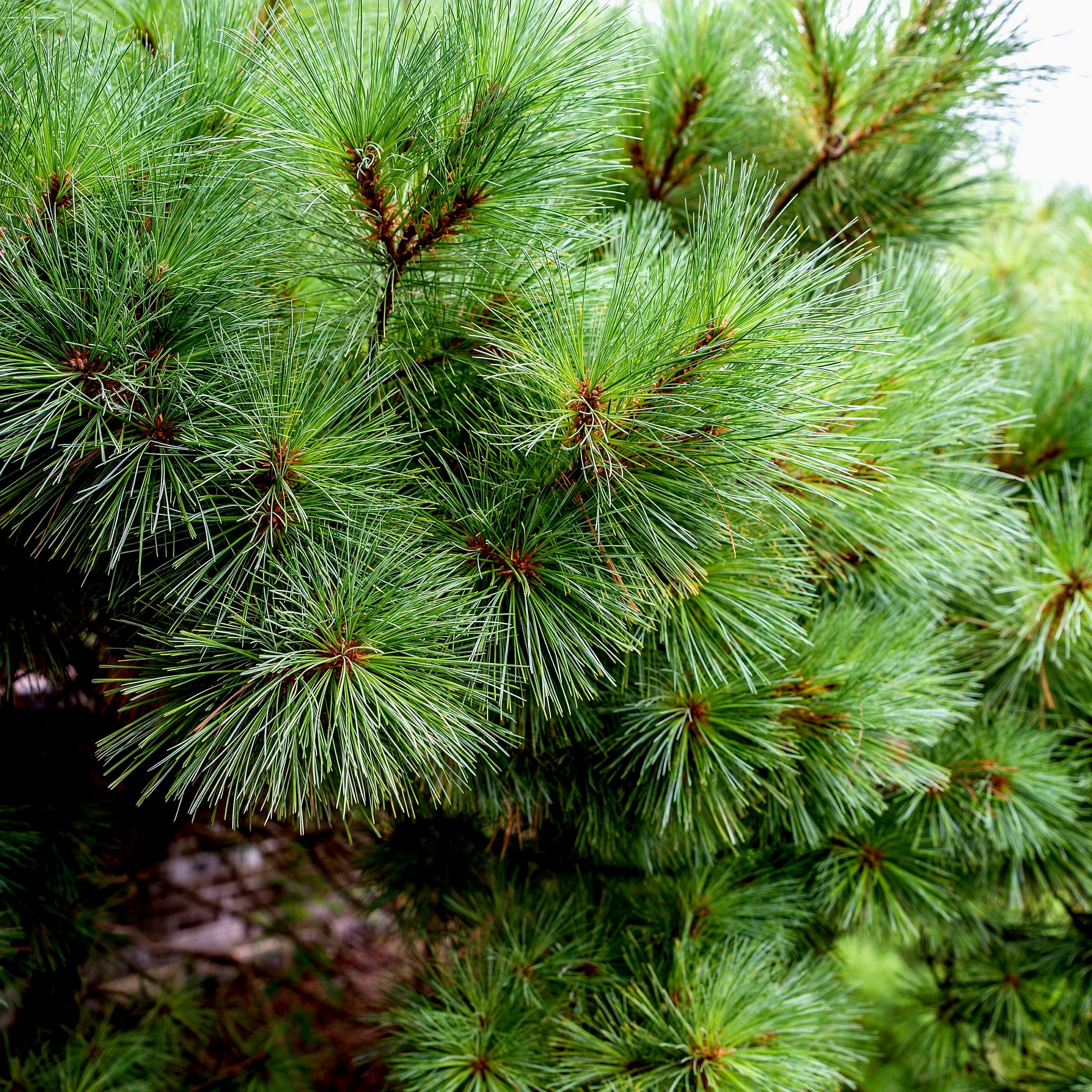Pinus' White Pine