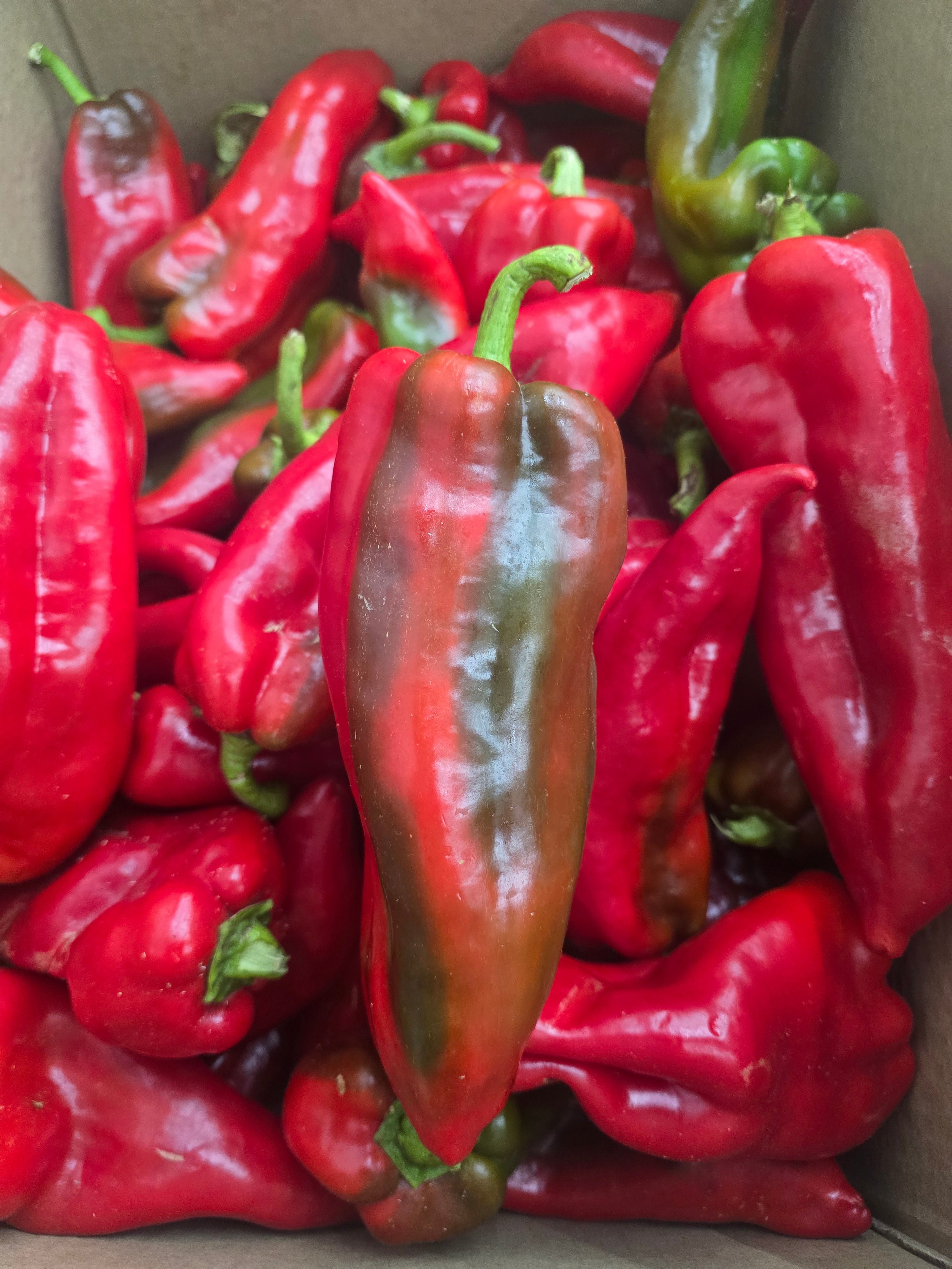 Sweet Pointed Peppers