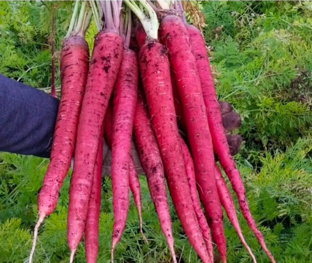 Malbec Red Carrot Seed