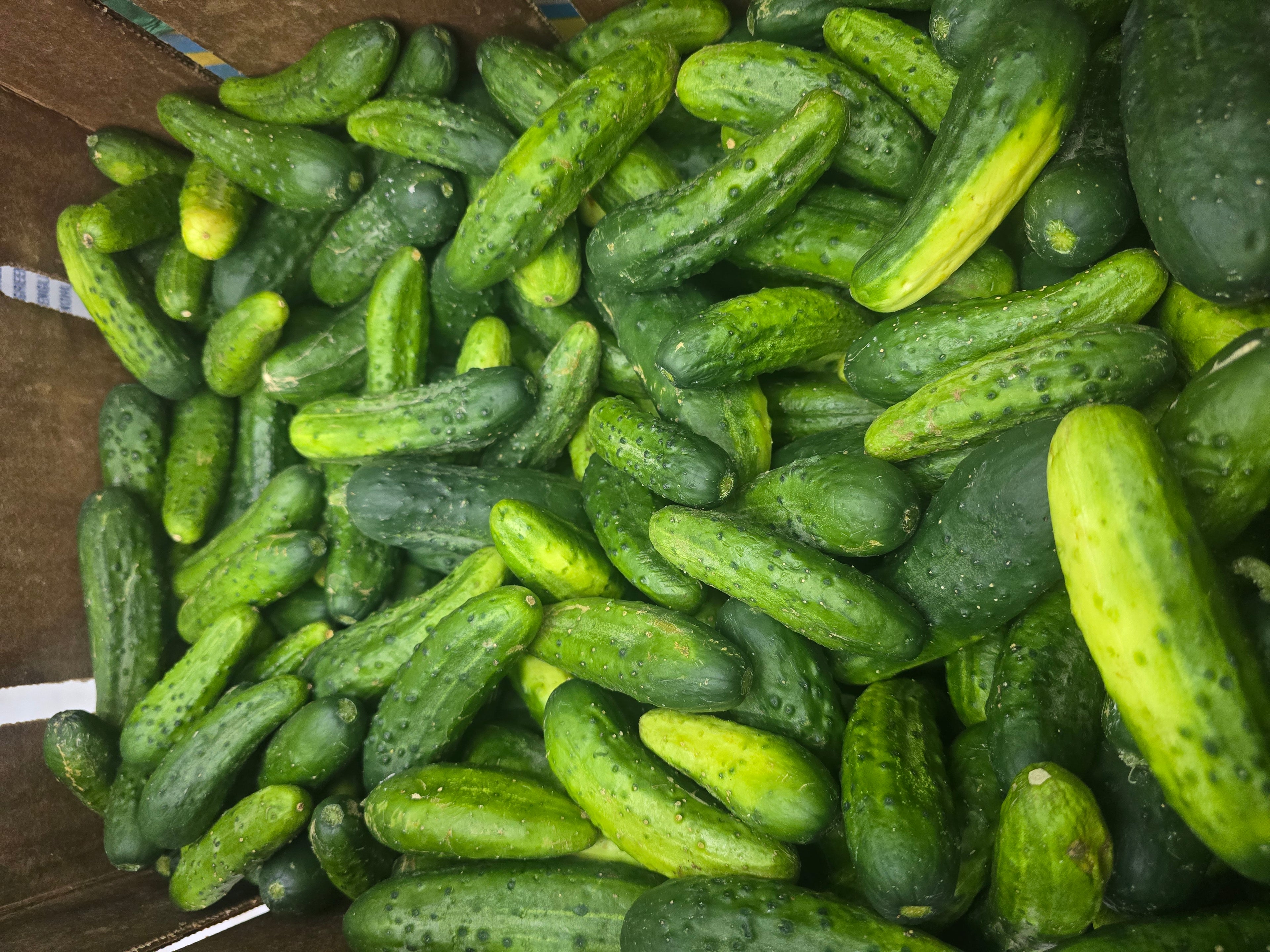 Pickling Cucumbers
