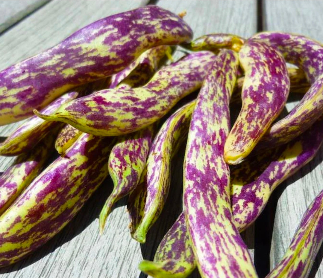Dragons Toungue Bean Seeds