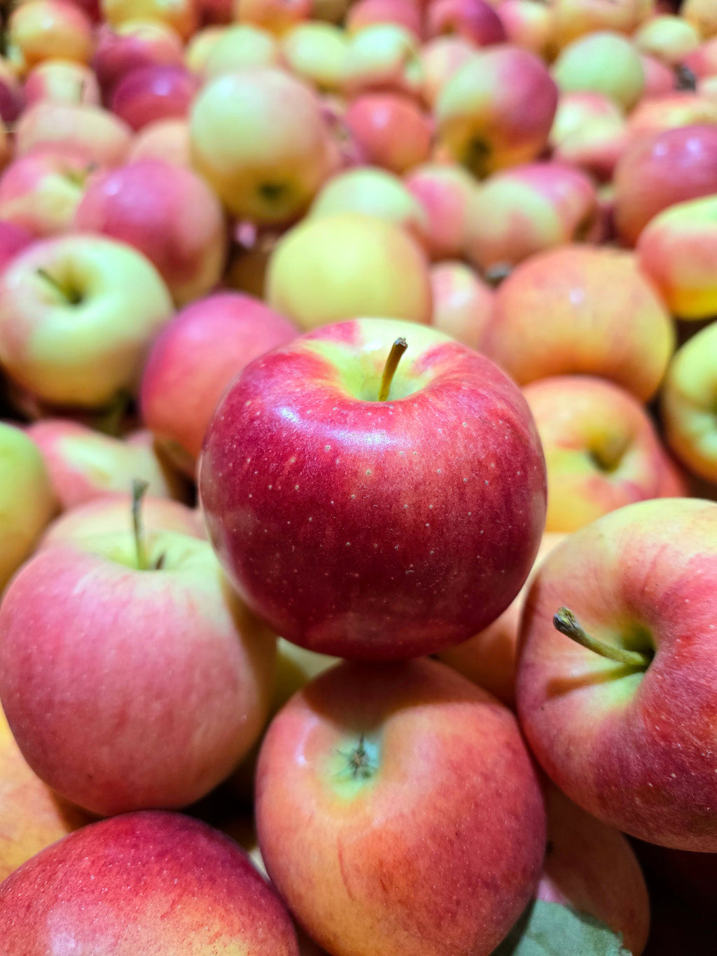 BC Gala Apples