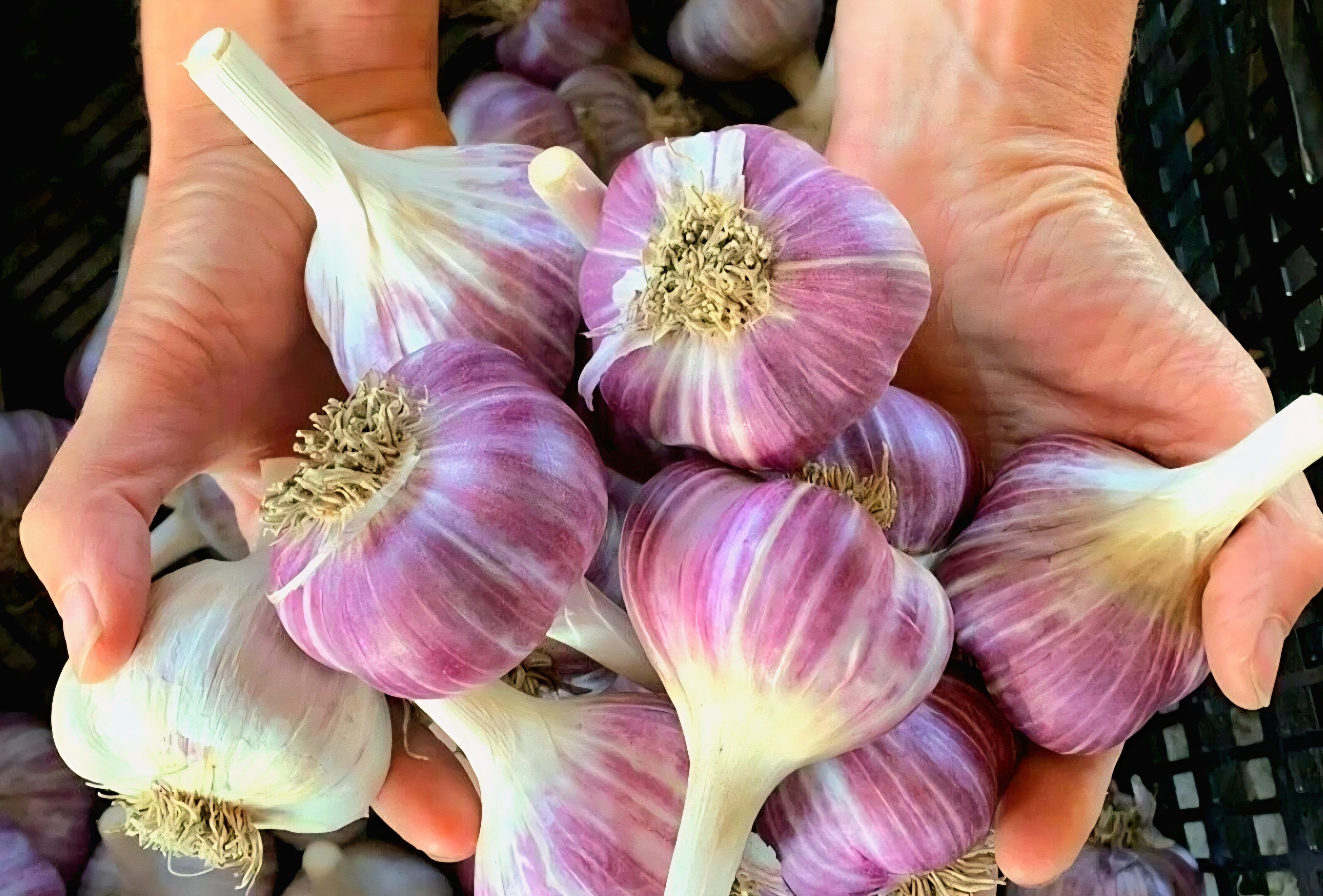 Seed Garlic Bulbs (Organic Red Russian)