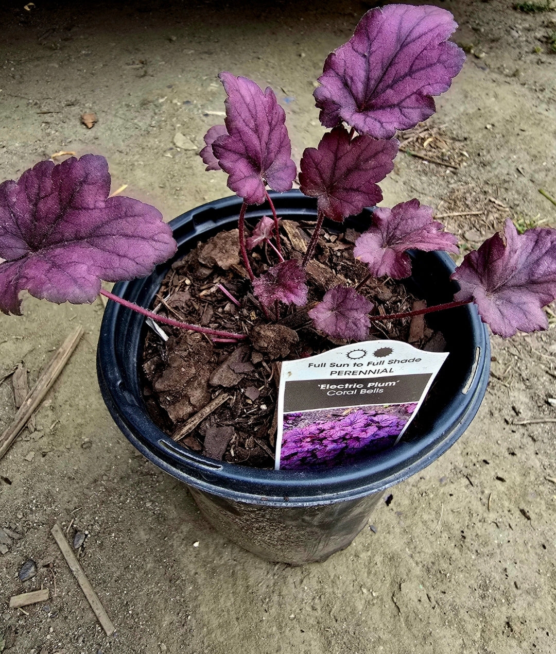 Heuchera' Electric Plum Coral Bells