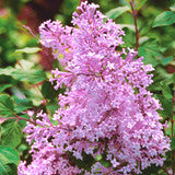 Syringa' Josee™ Reblooming Lilac