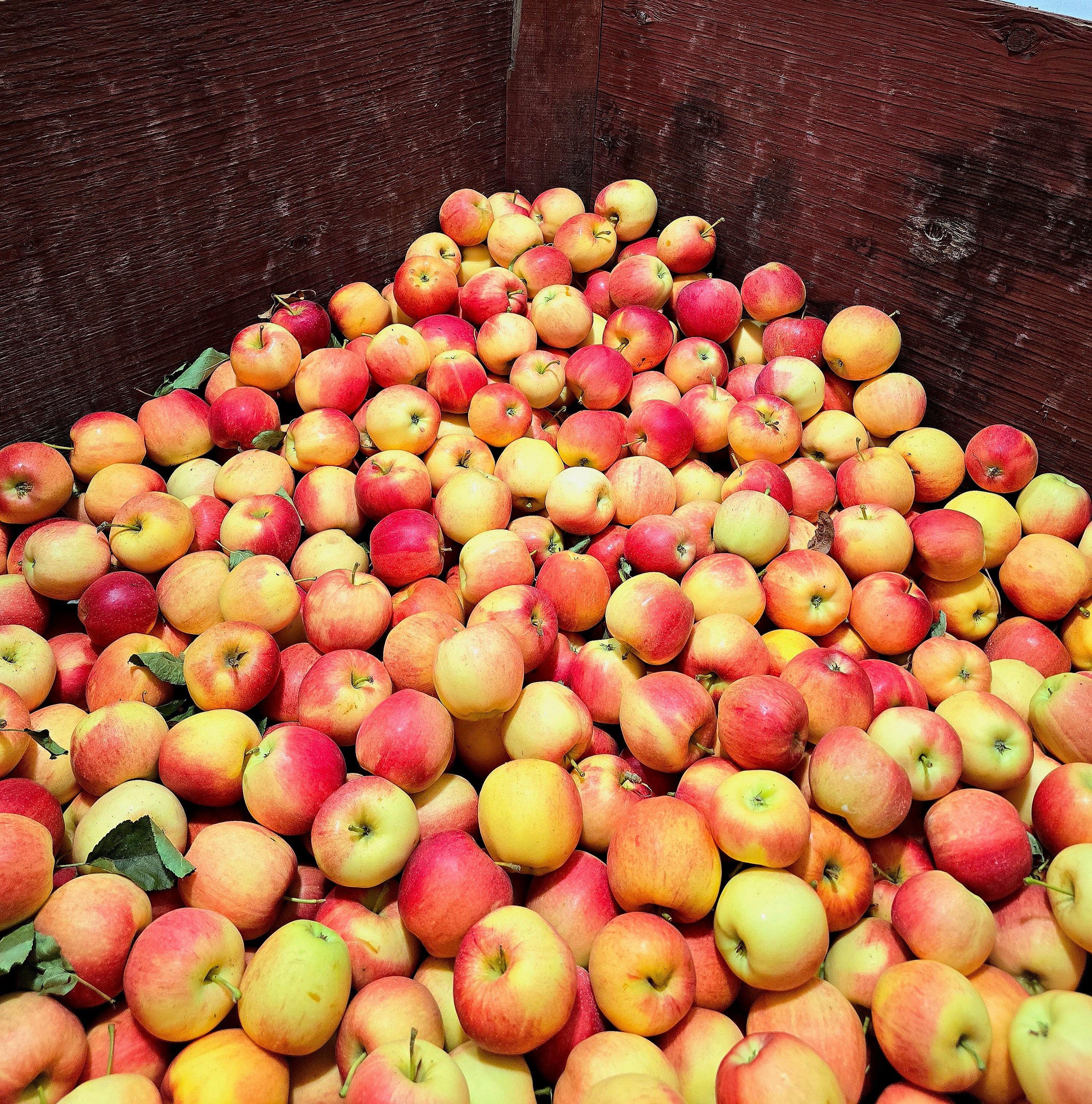 BC Gala Apples