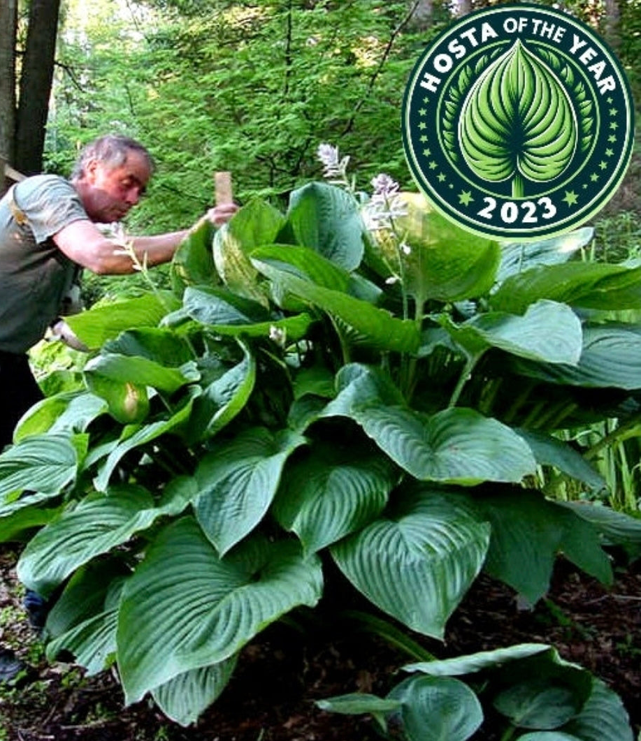 Hosta' Empress Wu Specialty Hosta