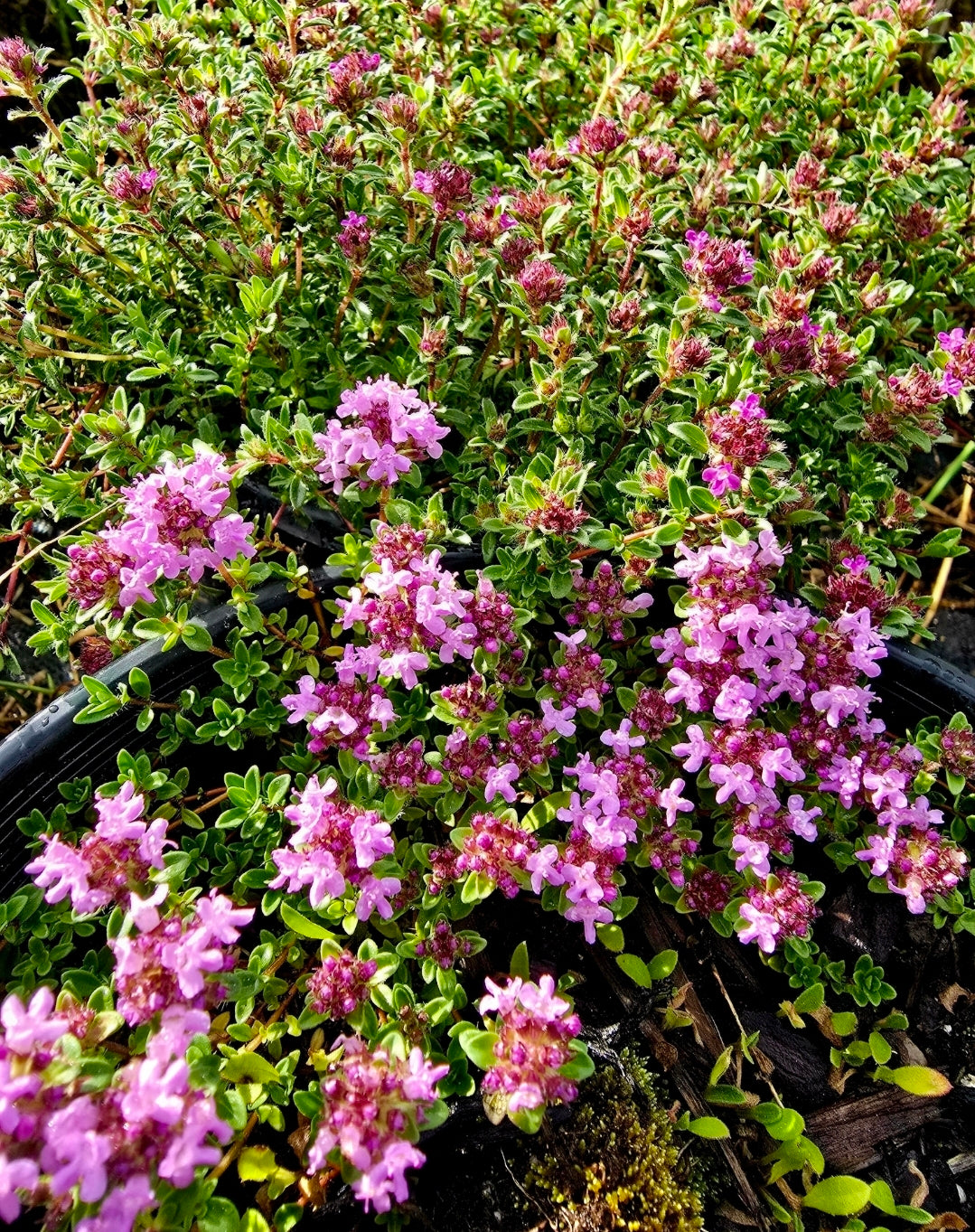 Thymus' Red Creeping Thyme
