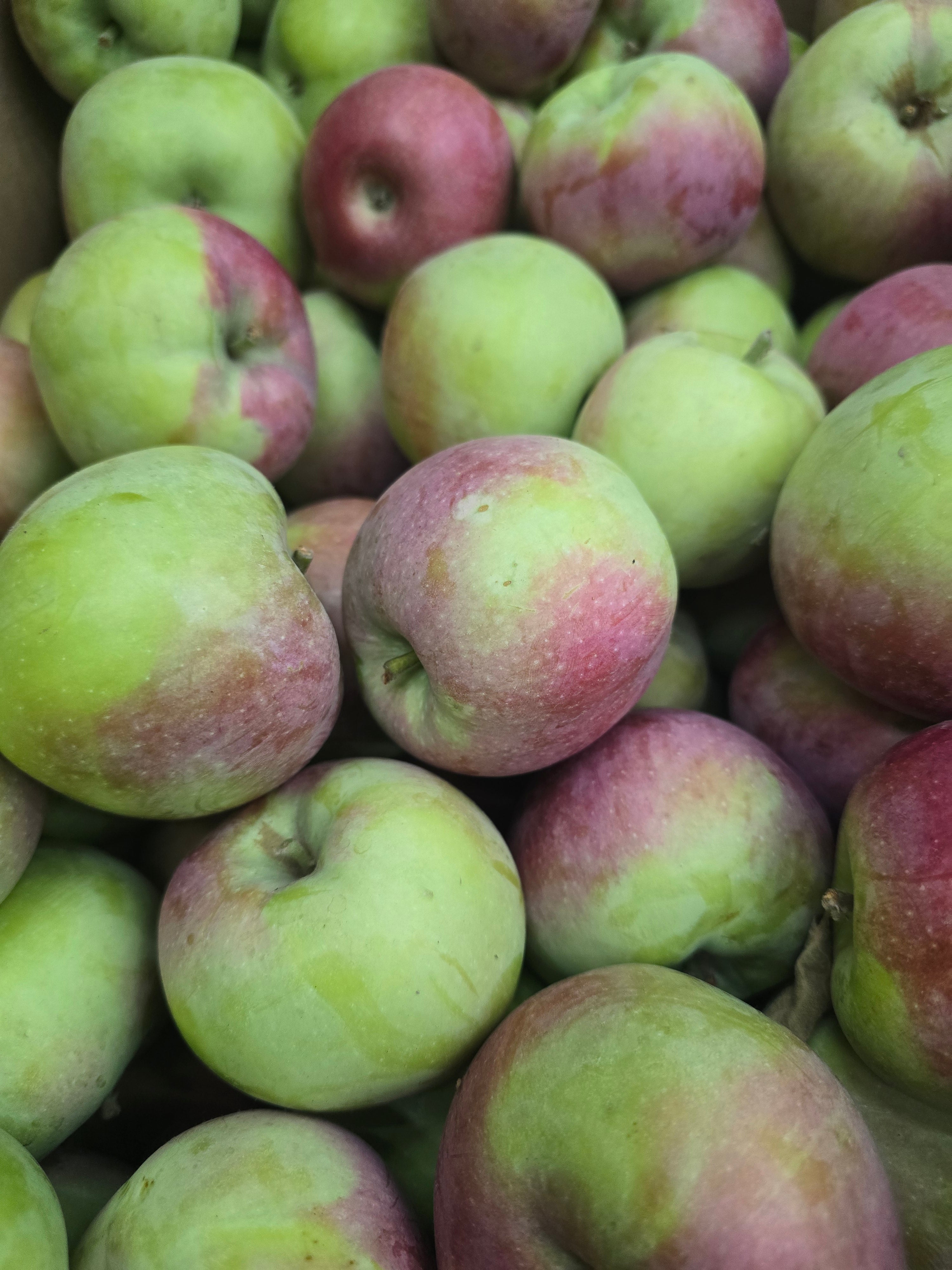 BC Macintosh Apples