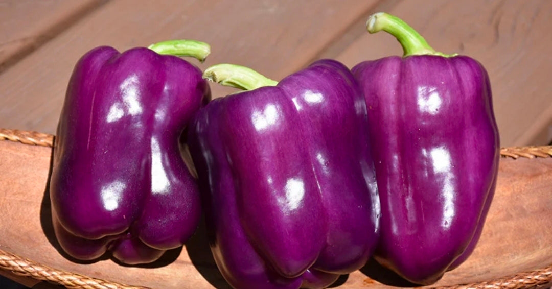 Purple Beauty Pepper Seeds - NEW!