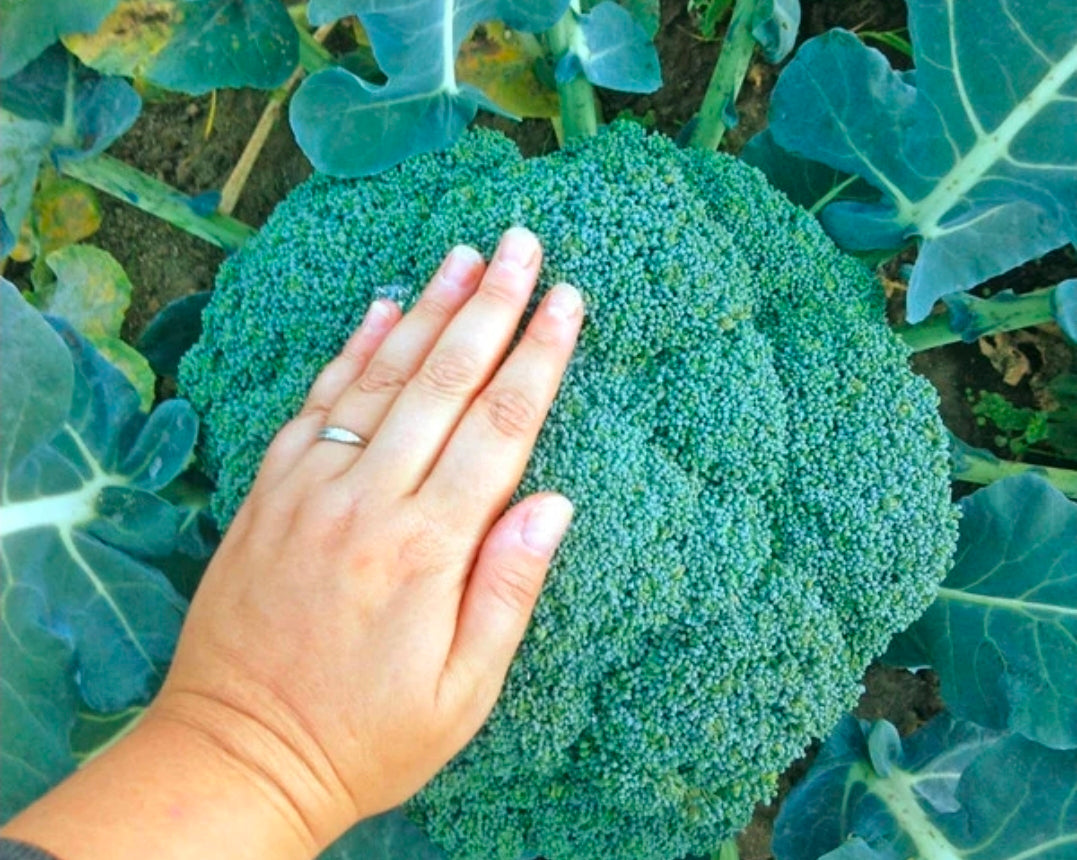 Certified Organic Waltham Broccoli Seeds