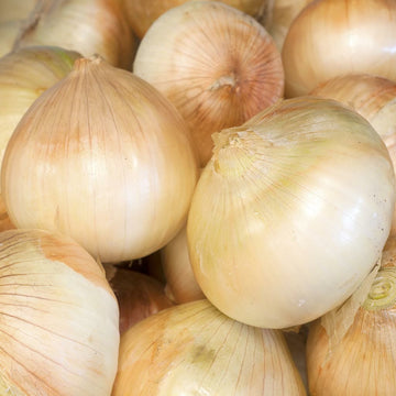 Walla Walla Sweet Onion