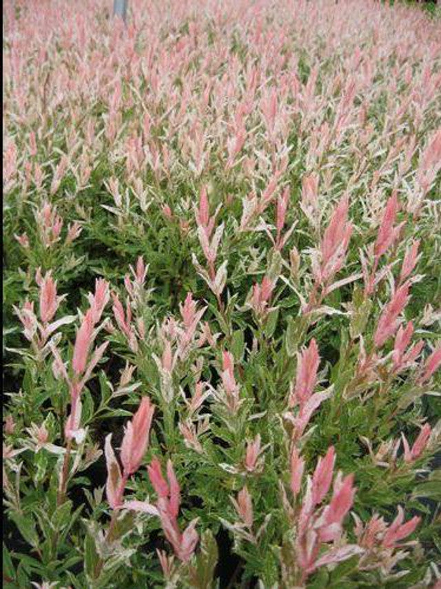 Salix' Flamingo Willow Shrub