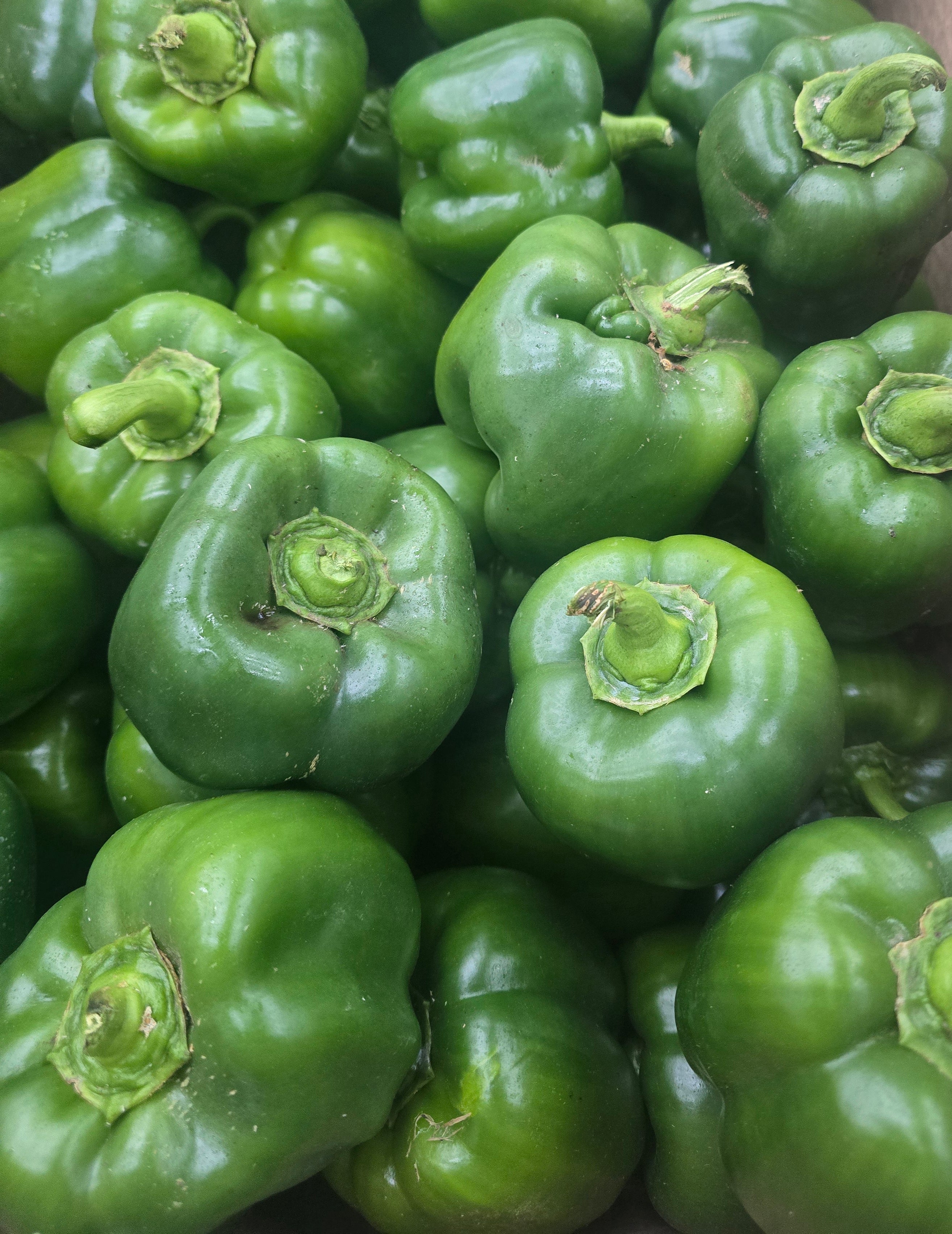 Green Bell Peppers