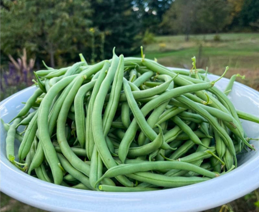 Certified Organic Blue Lake Bush Bean Seeds