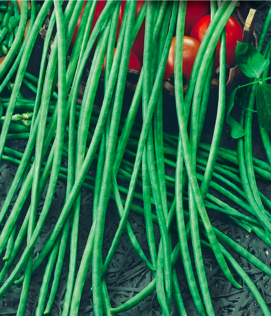 Orient Wonder Yard Bean Seeds