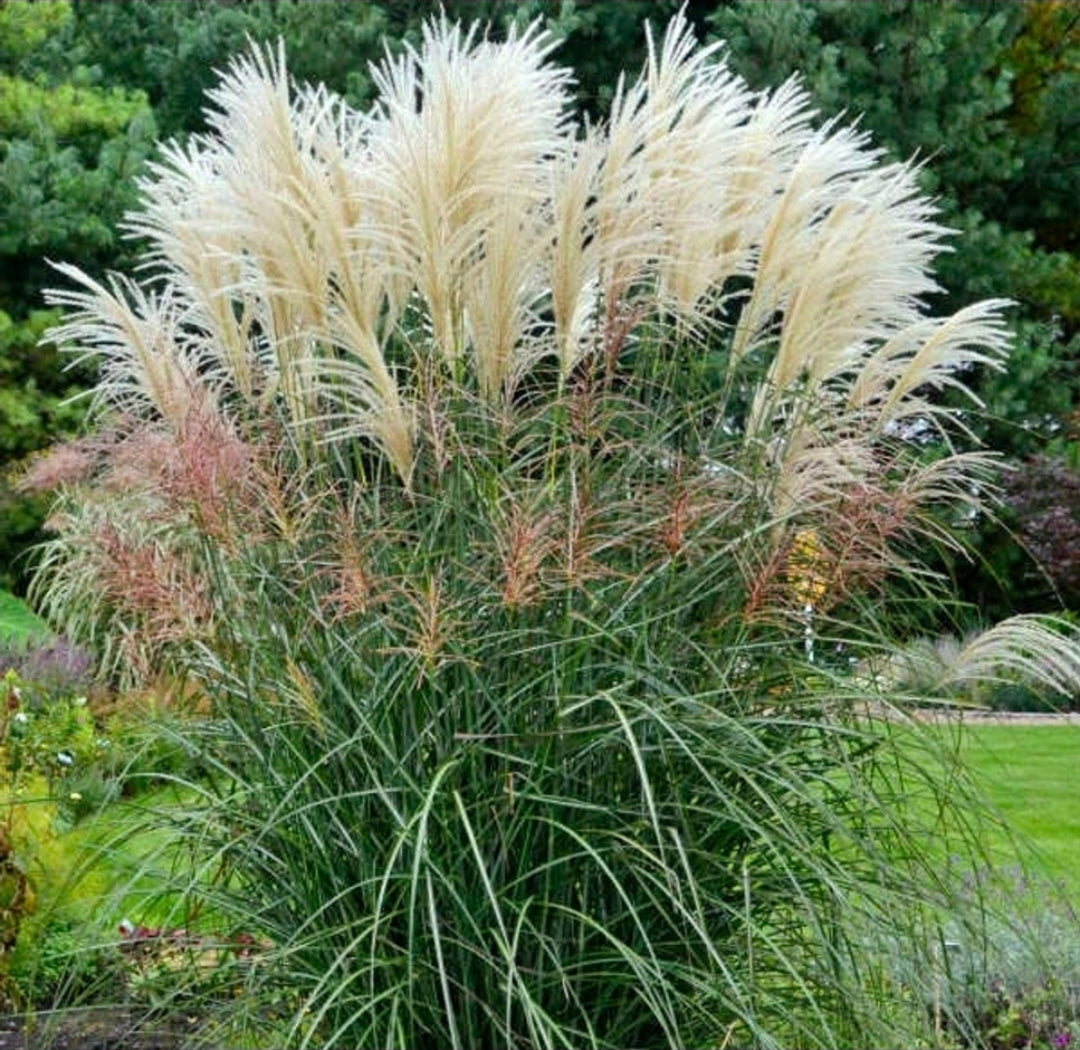 Miscanthus' Encore Grass