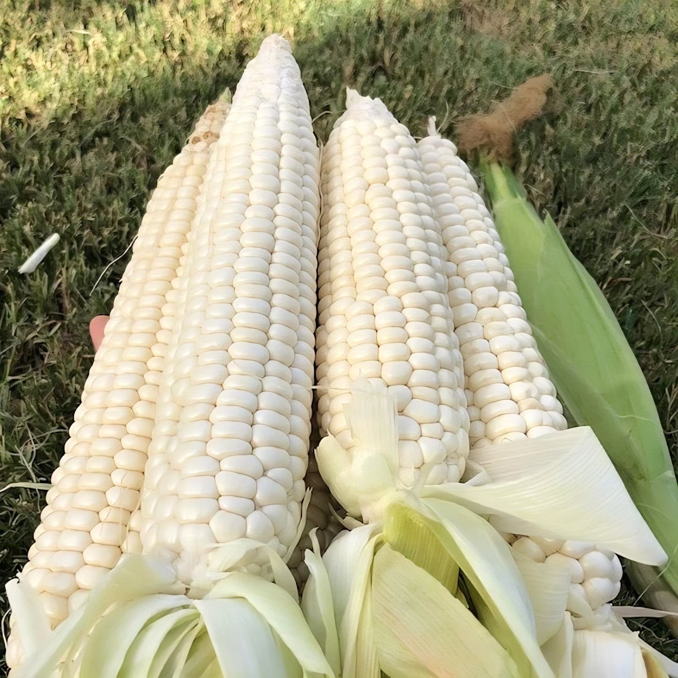 Devotion White Corn Seeds - NEW!