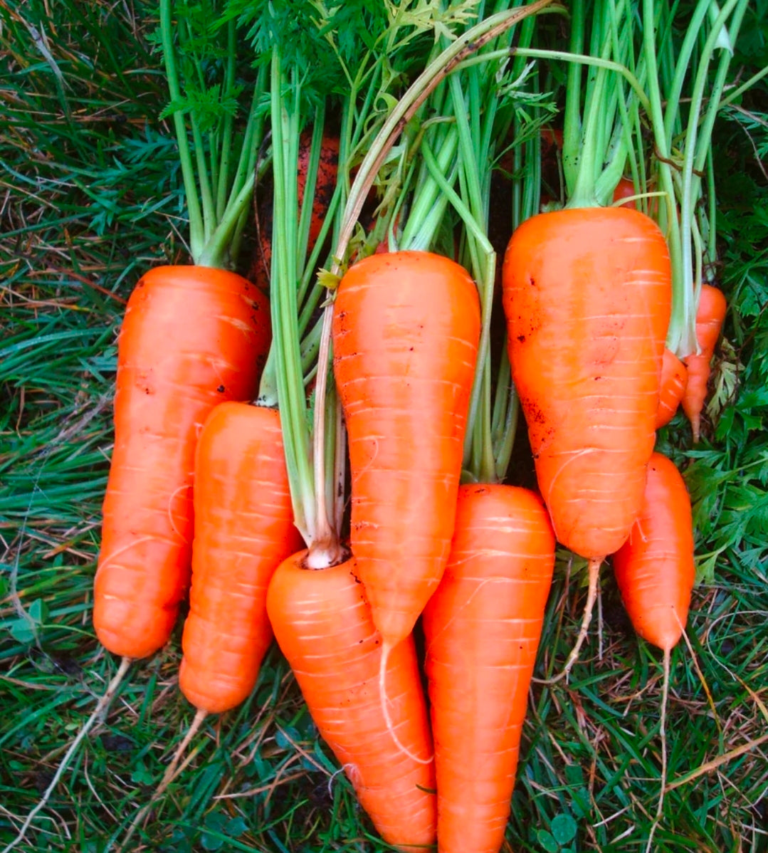 Chantenay Royal Heirloom Carrot Seed