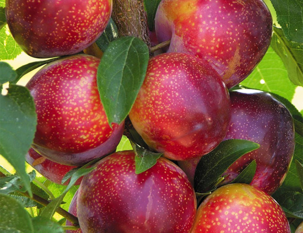 Prunus' Flavor King® Pluot Tree